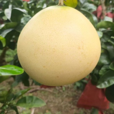 三红蜜柚