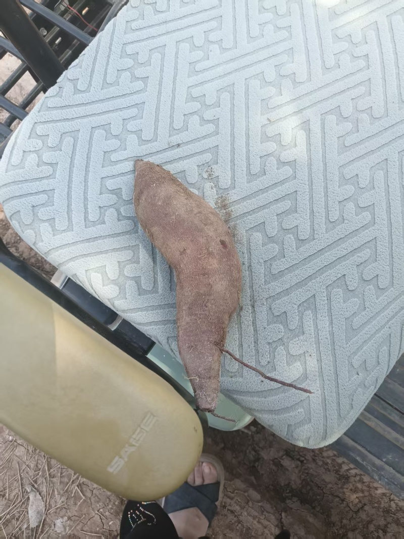 紫薯紫罗兰