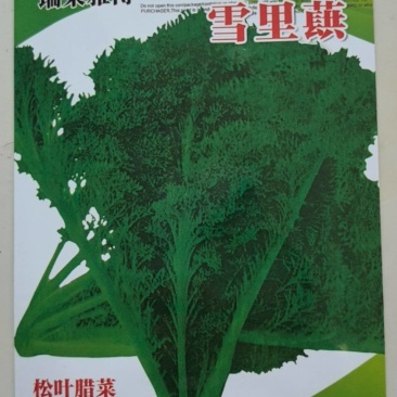 雪里红种子松叶腊菜种子香味浓郁早熟阳台耐寒晚熟花叶型