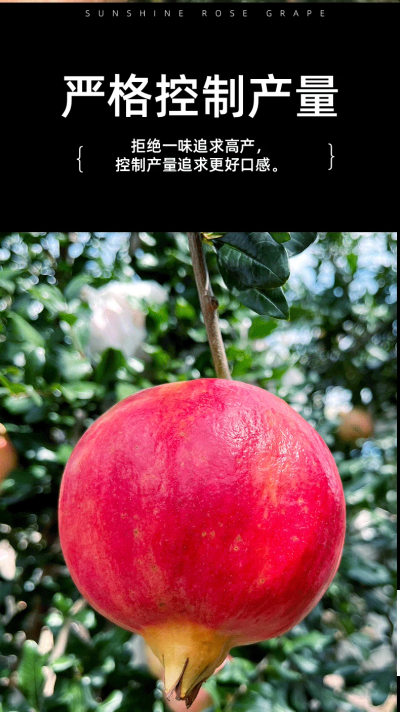 云南突尼斯软籽石榴新鲜产地直发自产自销
