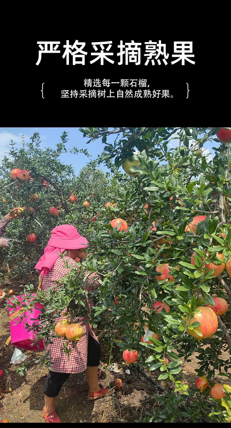 云南突尼斯软籽石榴新鲜产地直发自产自销
