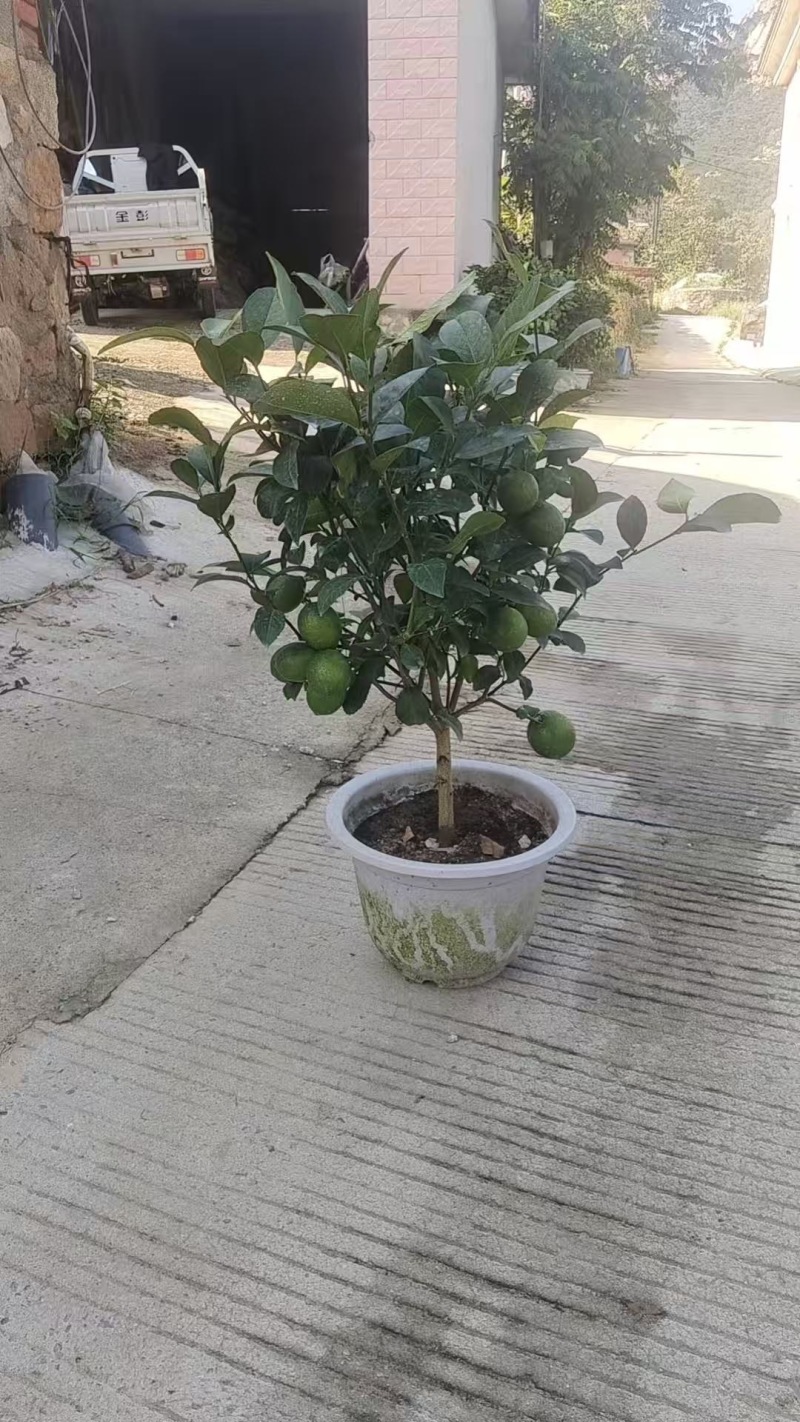 出售各种归格的柠檬