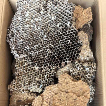 云南野生中药材蜂房胡蜂巢马蜂窝露蜂房硬蜂房块状