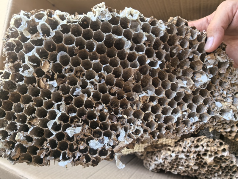 云南野生中药材蜂房胡蜂巢马蜂窝露蜂房硬蜂房块状