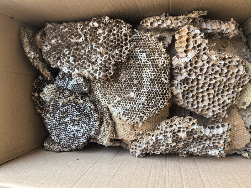 云南野生中药材蜂房胡蜂巢马蜂窝露蜂房硬蜂房块状