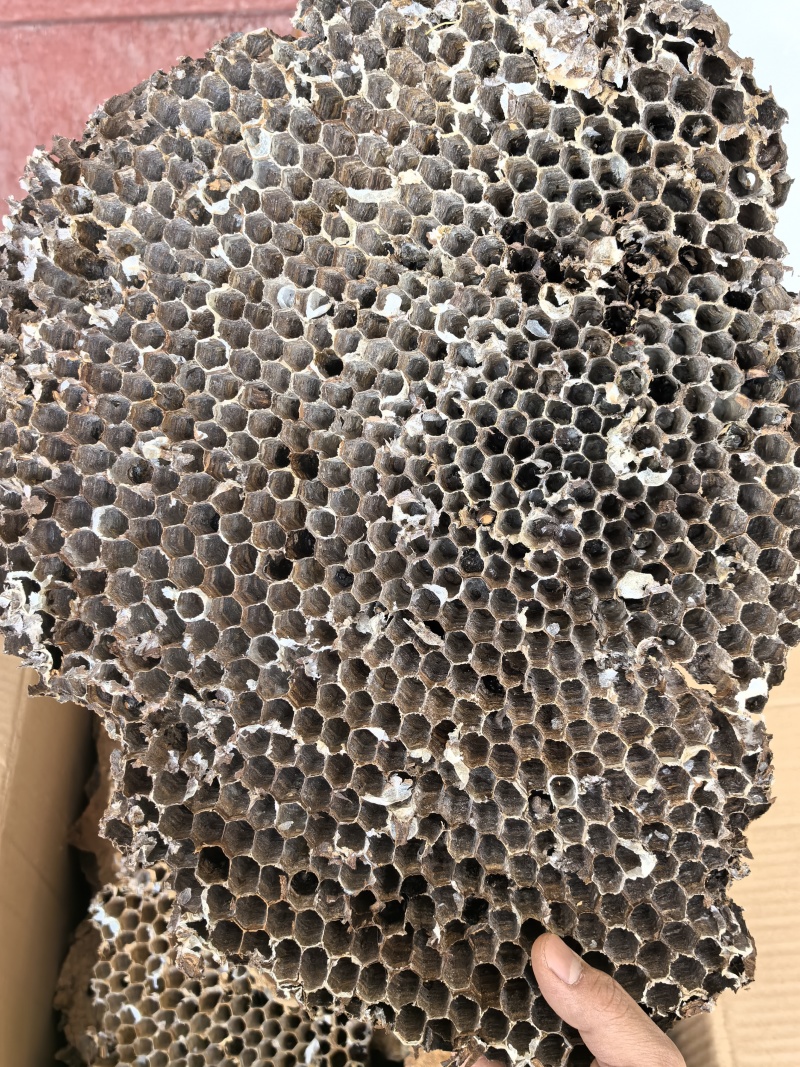 云南野生中药材蜂房胡蜂巢马蜂窝露蜂房硬蜂房块状