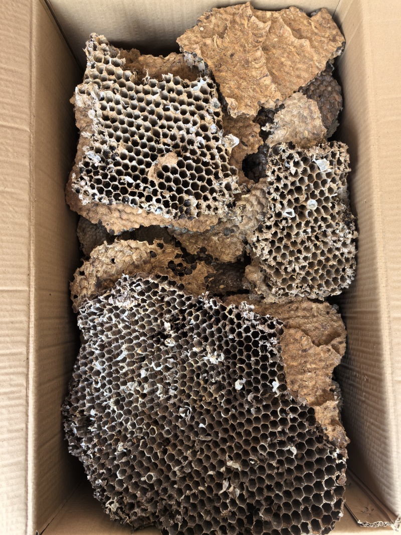 云南野生中药材蜂房胡蜂巢马蜂窝露蜂房硬蜂房块状