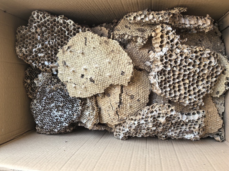 云南野生中药材蜂房胡蜂巢马蜂窝露蜂房硬蜂房块状