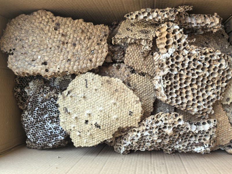 云南野生中药材蜂房胡蜂巢马蜂窝露蜂房硬蜂房块状