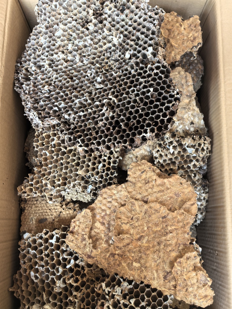 云南野生中药材蜂房胡蜂巢马蜂窝露蜂房硬蜂房块状