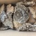 云南野生中药材蜂房胡蜂巢马蜂窝露蜂房硬蜂房块状