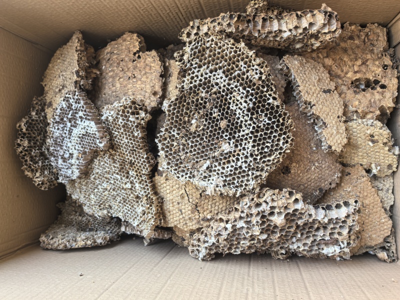 云南野生中药材蜂房胡蜂巢马蜂窝露蜂房硬蜂房块状