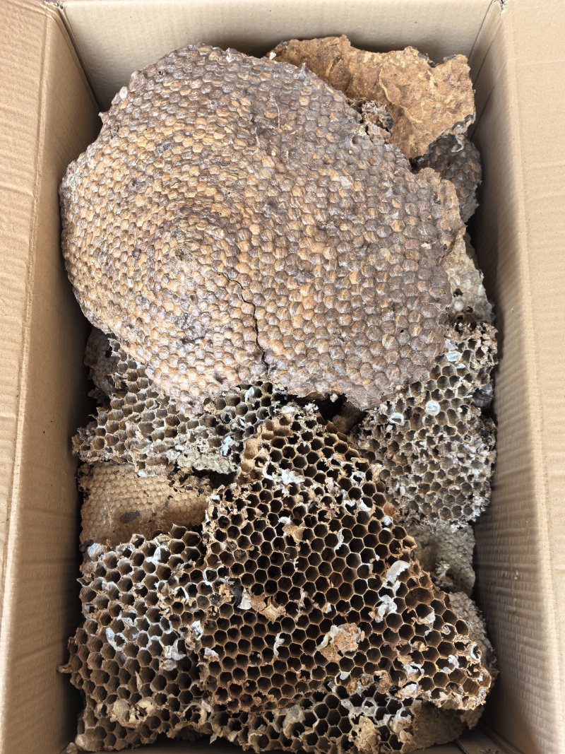 云南野生中药材蜂房胡蜂巢马蜂窝露蜂房硬蜂房块状