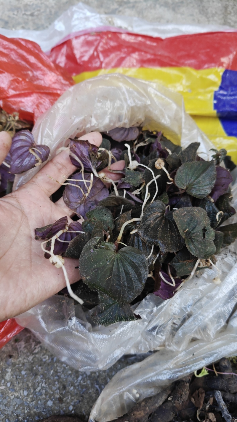 小叶青天葵，鲜货，干货都有，紫叶青天葵，中叶青天葵都有货