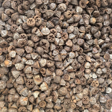 新货一口钟一口盅云南野生新货中药材可泡茶泡水泡酒中草药