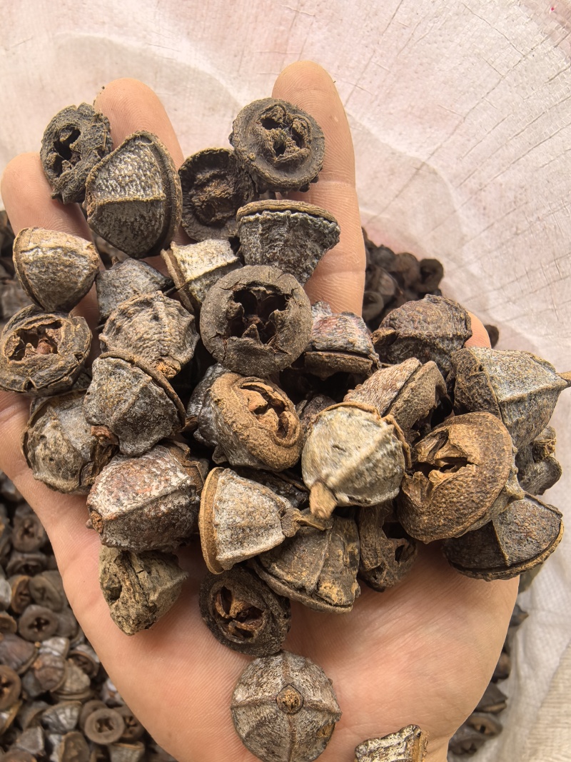 新货一口钟一口盅云南野生新货中药材可泡茶泡水泡酒中草药