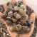 新货一口钟一口盅云南野生新货中药材可泡茶泡水泡酒中草药