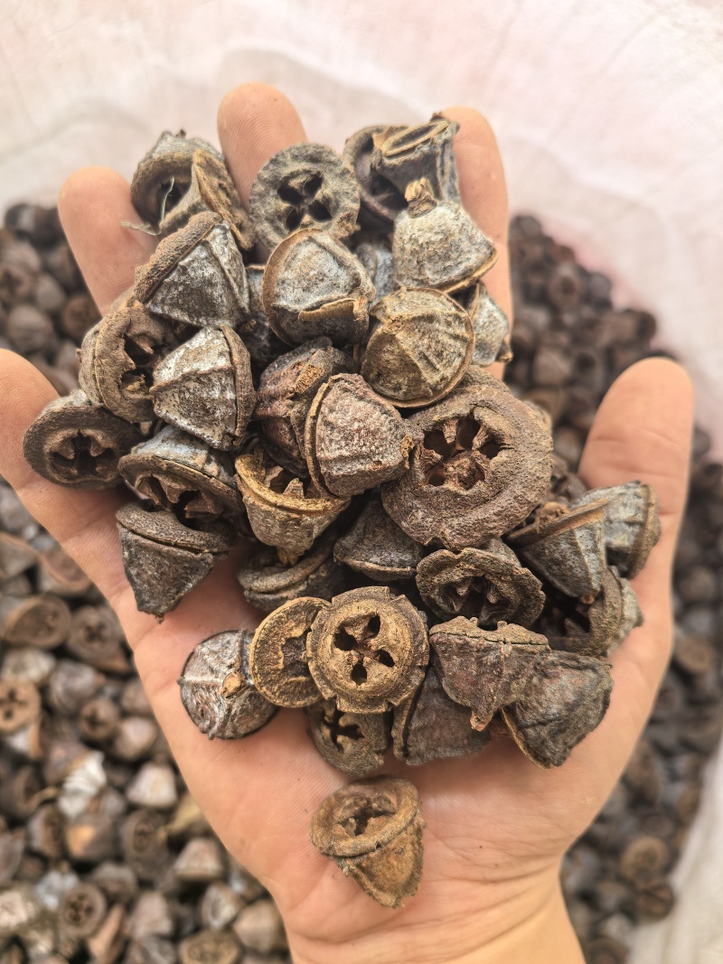 新货一口钟一口盅云南野生新货中药材可泡茶泡水泡酒中草药
