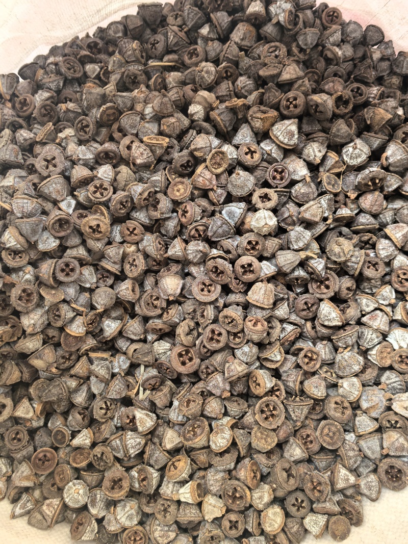 新货一口钟一口盅云南野生新货中药材可泡茶泡水泡酒中草药