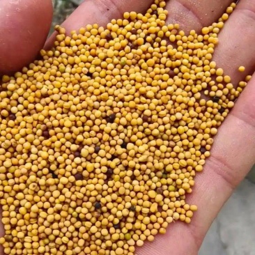 老品种黄油菜
