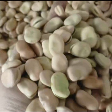 芸豆853（豆种）