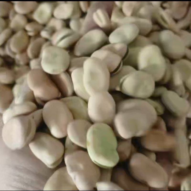 芸豆853（豆种）