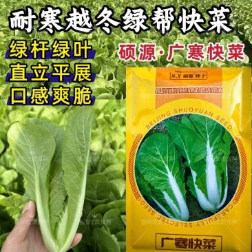 广寒快菜种子硕源耐寒越冬耐抽苔绿帮绿杆绿叶小白菜快菜种子