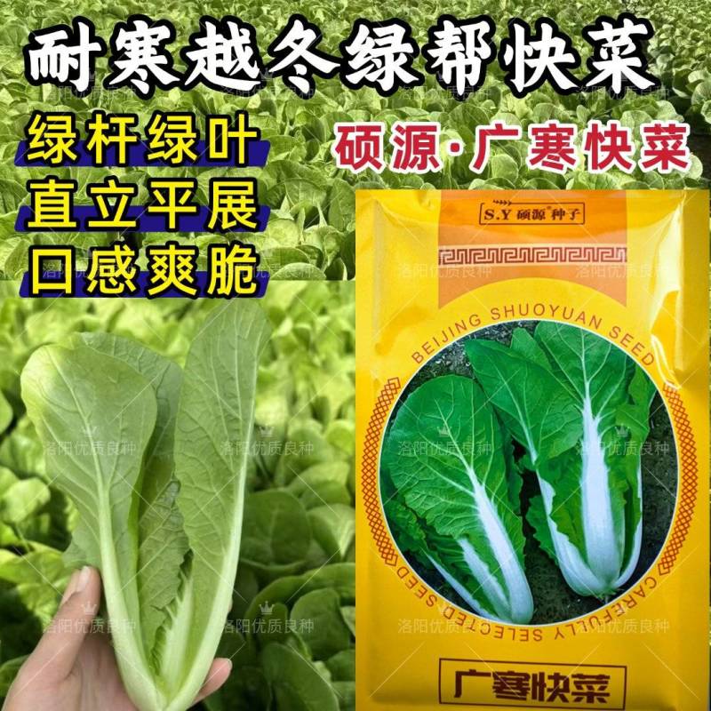 广寒快菜种子硕源耐寒越冬耐抽苔绿帮绿杆绿叶小白菜快菜种子