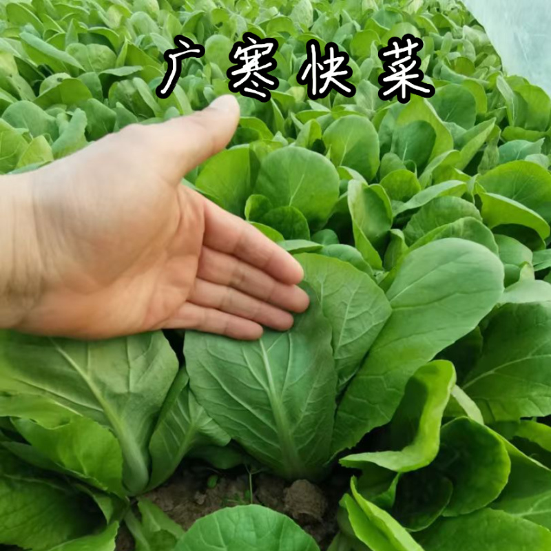 广寒快菜种子硕源耐寒越冬耐抽苔绿帮绿杆绿叶小白菜快菜种子