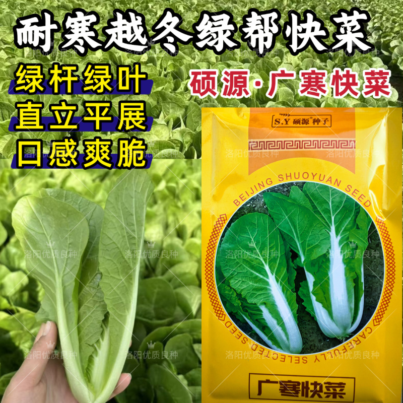 广寒快菜种子硕源耐寒越冬耐抽苔绿帮绿杆绿叶小白菜快菜种子