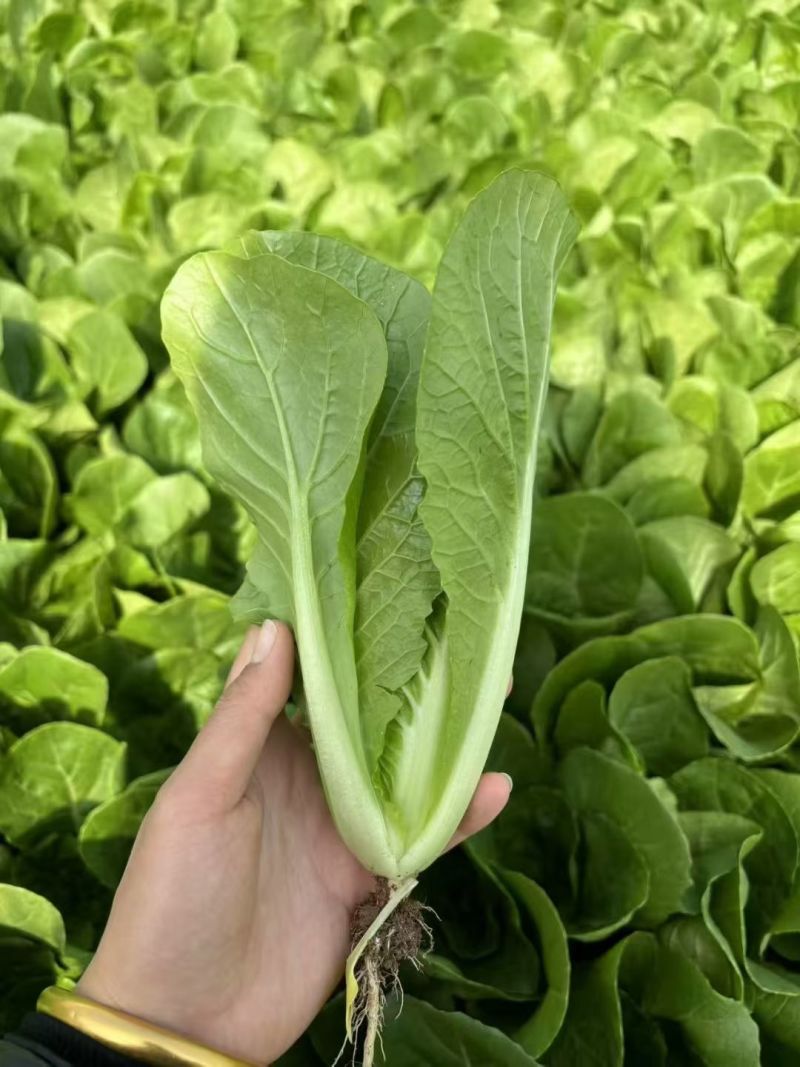 广寒快菜种子硕源耐寒越冬耐抽苔绿帮绿杆绿叶小白菜快菜种子