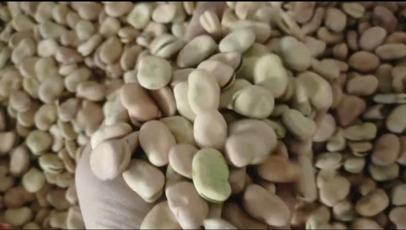 芸豆853（豆种）
