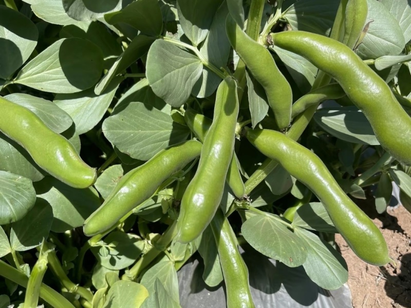 芸豆853（豆种）