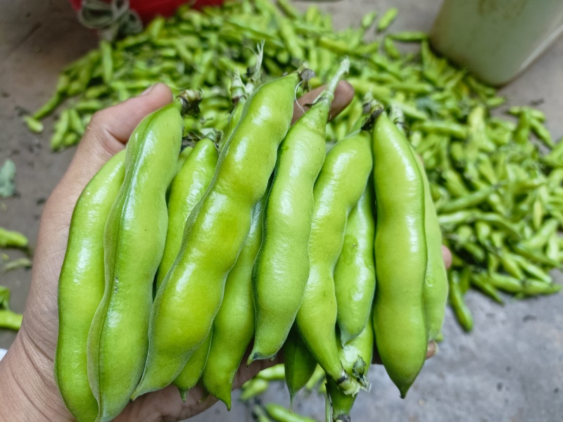 芸豆853（豆种）