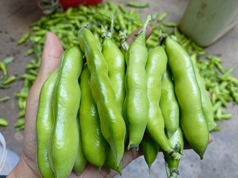 芸豆853（豆种）