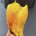 红瑶红薯、榴莲蜜薯