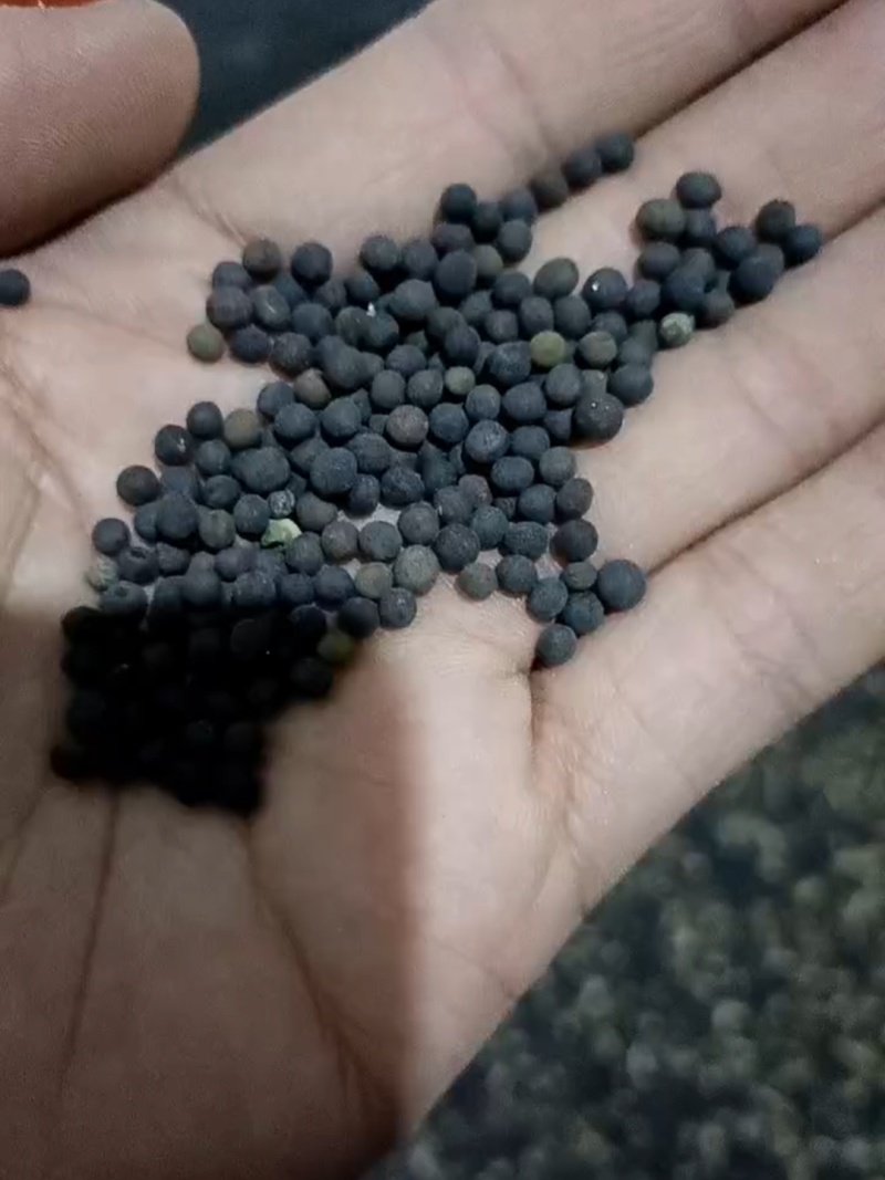 绿肥籽