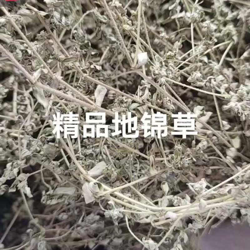 精品地锦草全棵地锦草