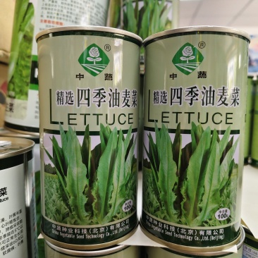 中蔬农科院大叶油麦菜种子甜脆清香四季油麦菜种籽耐寒耐热