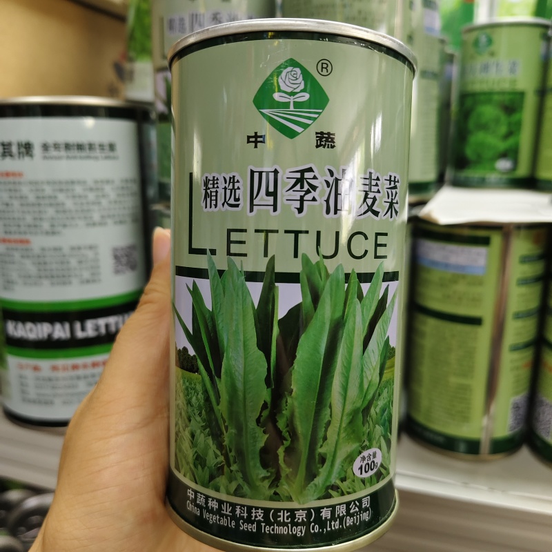 中蔬农科院大叶油麦菜种子甜脆清香四季油麦菜种籽耐寒耐热