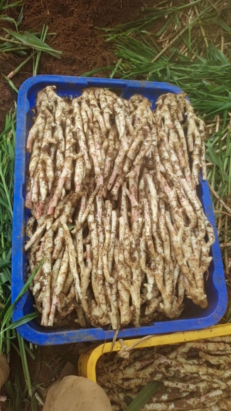 桂林生姜，产地直发，当地种植，生姜30年，好品质