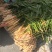 桂林生姜，产地直发，当地种植，生姜30年，好品质