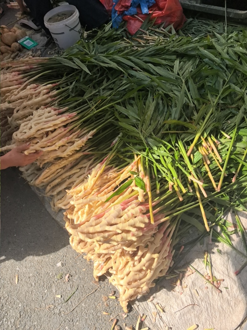 桂林生姜，产地直发，当地种植，生姜30年，好品质