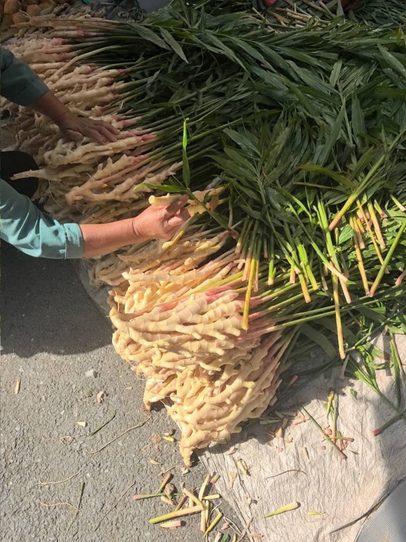 桂林生姜，产地直发，当地种植，生姜30年，好品质