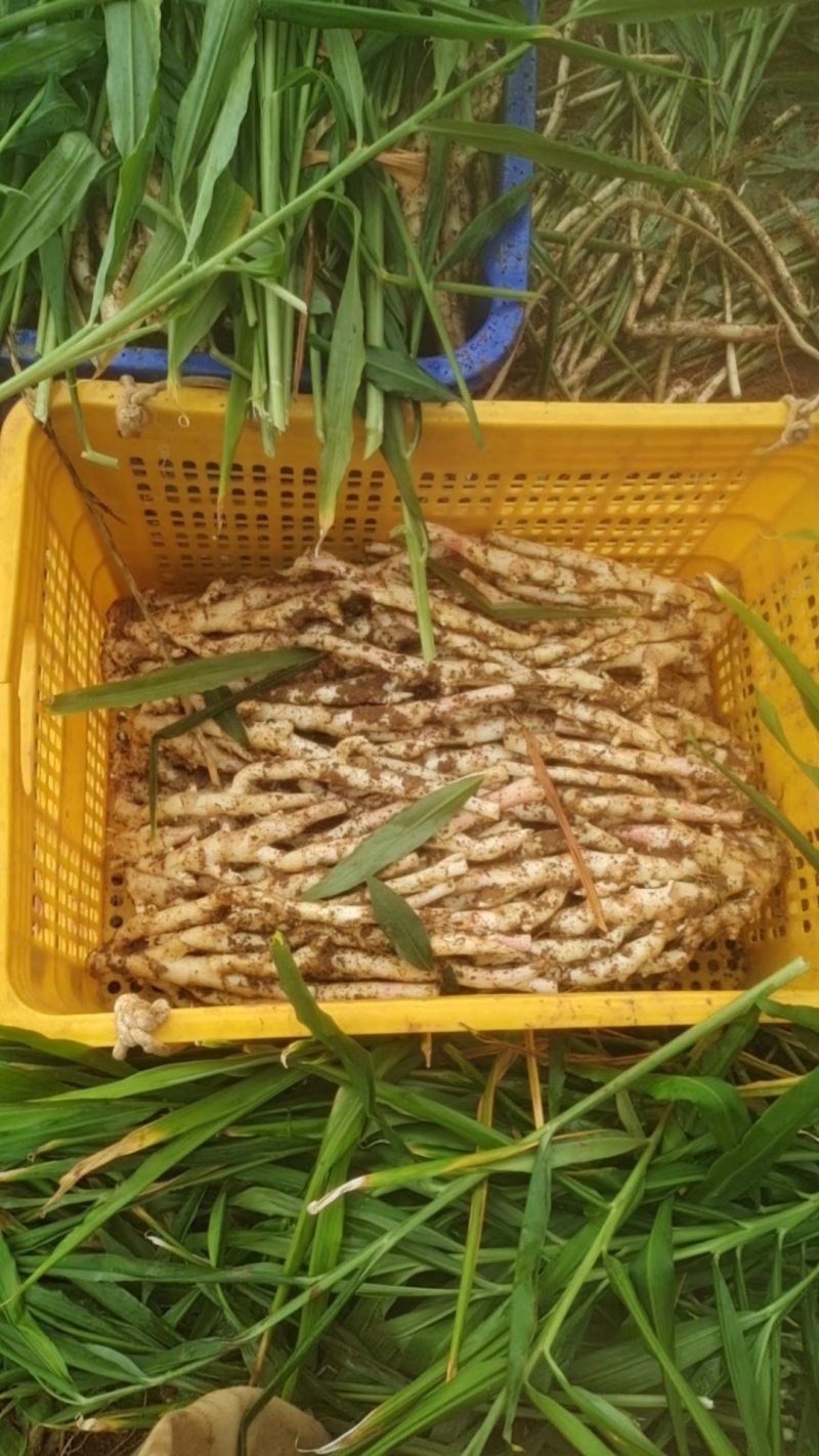 桂林生姜，产地直发，当地种植，生姜30年，好品质