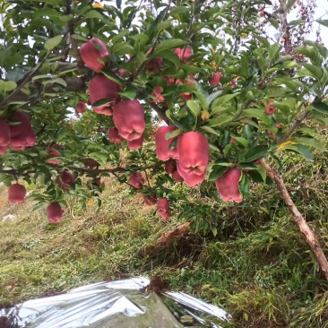 花牛苹果