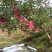 花牛苹果