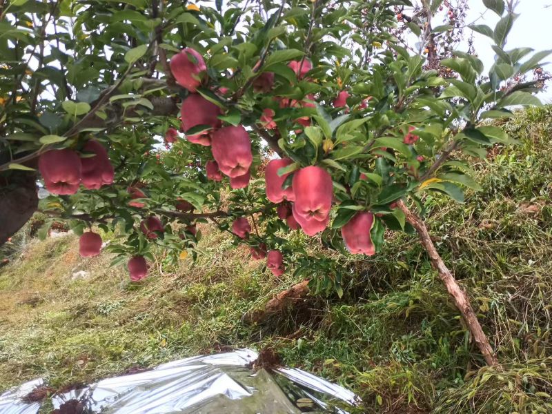 花牛苹果