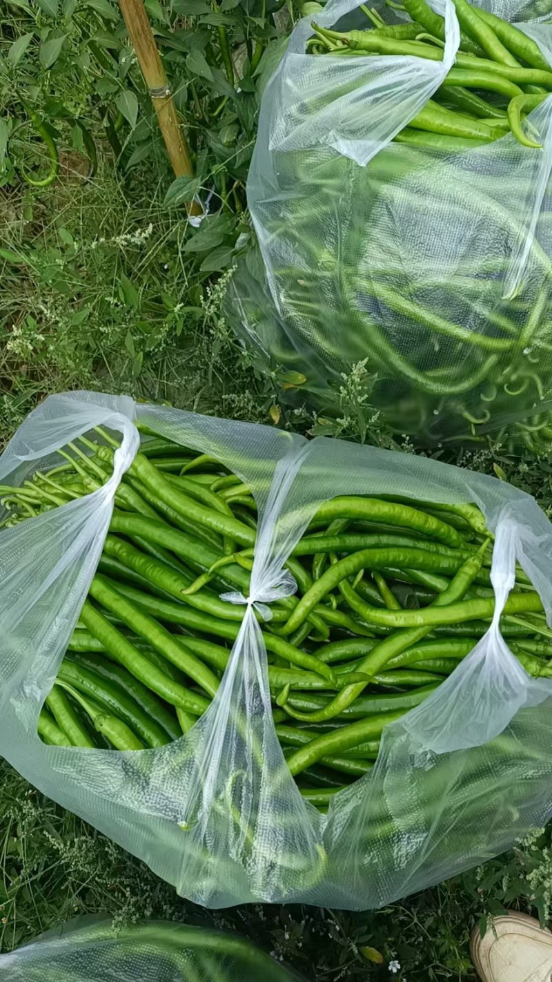 8号软皮青线椒