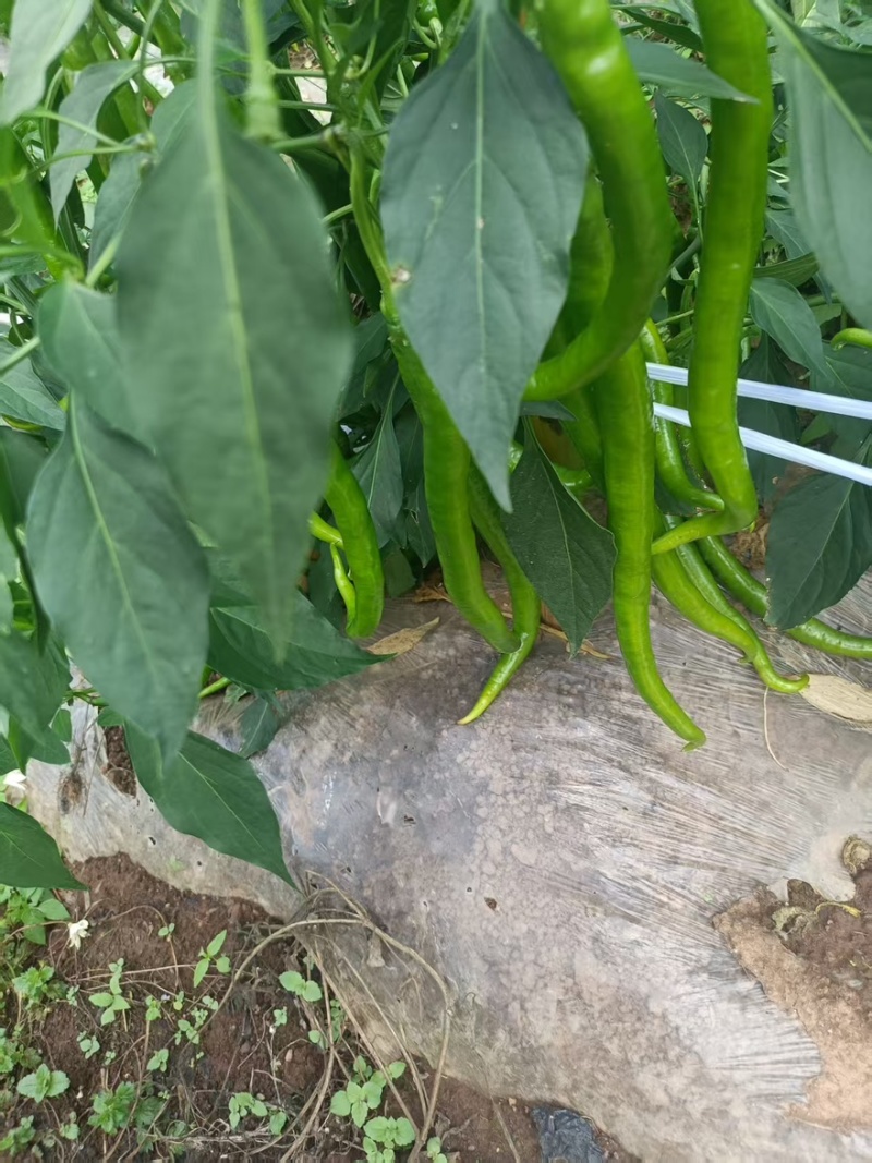 8号软皮青线椒